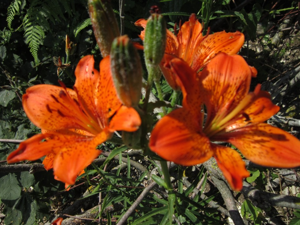 di nuovo sui gigli rossi....Lilium bulbiferum